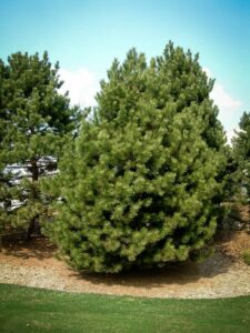 Сосна Чёрная (Pinus Nigra) купить по цене от 270.00р. в интернет-магазине «Посадика» с доставкой почтой в в Боровске и по всей России – [изображение №1].