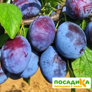 Слива Чачакская ранняя купить по цене от 229.00р. в интернет-магазине «Посадика» с доставкой почтой в в Боровске и по всей России – [изображение №1].