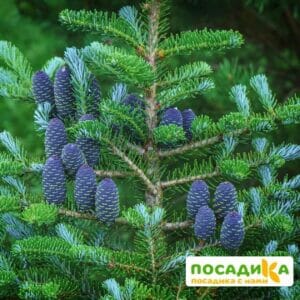 Пихта корейская (Abies koreana) купить по цене от 450.00р. в интернет-магазине «Посадика» с доставкой почтой в в Боровске и по всей России – [изображение №1].