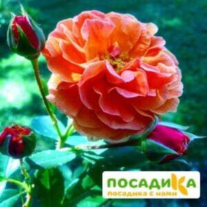 Роза Арабия купить по цене от 350.00р. в интернет-магазине «Посадика» с доставкой почтой в в Боровске и по всей России – [изображение №1].