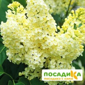 Сирень Примроуз (Primrose) купить по цене от 529.00р. в интернет-магазине «Посадика» с доставкой почтой в в Боровске и по всей России – [изображение №1].