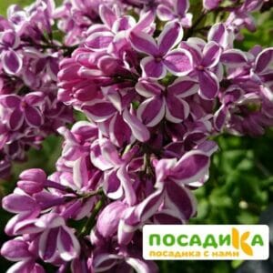 Сирень Сенсация купить по цене от 529.00р. в интернет-магазине «Посадика» с доставкой почтой в в Боровске и по всей России – [изображение №1].