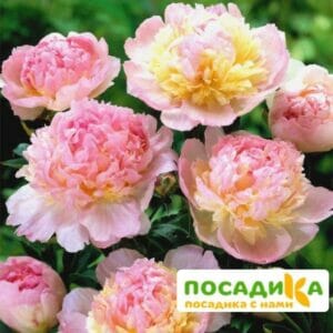 Пион Распберри Сандей (Paeonia Raspberry Sundae) купить по цене от 959р. в интернет-магазине «Посадика» с доставкой почтой в в Боровске и по всей России – [изображение №1].