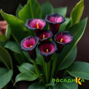 Калла Аура Лейс купить по цене от 400р. в интернет-магазине «Посадика» с доставкой почтой в в Боровске и по всей России – [изображение №1].