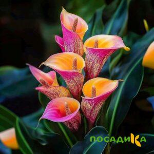 Калла Оникс купить по цене от 450р. в интернет-магазине «Посадика» с доставкой почтой в в Боровске и по всей России – [изображение №1].