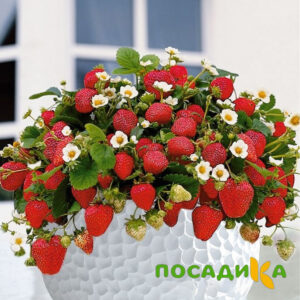 Клубника Рубиновый Шепот (горшечная) купить по цене от 240р. в интернет-магазине «Посадика» с доставкой почтой в в Боровске и по всей России – [изображение №1].
