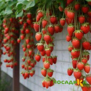 Клубника вьющаяся Комплимент купить по цене от 470р. в интернет-магазине «Посадика» с доставкой почтой в в Боровске и по всей России – [изображение №1].