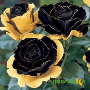 Роза Ханни Сикл купить по цене от 700р. в интернет-магазине «Посадика» с доставкой почтой в в Боровске и по всей России – [изображение №1].