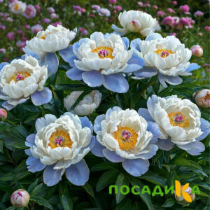 Пион акварельный Этюд купить по цене от 806р. в интернет-магазине «Посадика» с доставкой почтой в в Боровске и по всей России – [изображение №1].