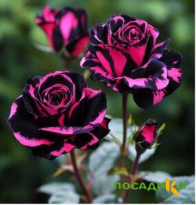 Роза Багровый Шепот купить по цене от 366р. в интернет-магазине «Посадика» с доставкой почтой в в Боровске и по всей России – [изображение №1].