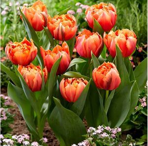 Тюльпан Гудошник Дабл купить по цене от 185р. в интернет-магазине «Посадика» с доставкой почтой в в Боровске и по всей России – [изображение №1].