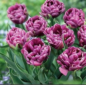 Тюльпан Айс Крим купить по цене от 430р. в интернет-магазине «Посадика» с доставкой почтой в в Боровске и по всей России – [изображение №1].