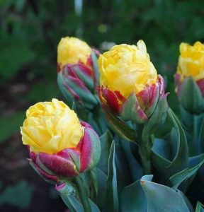 Тюльпан Айс Крим Банана купить по цене от 360р. в интернет-магазине «Посадика» с доставкой почтой в в Боровске и по всей России – [изображение №1].