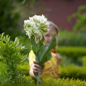 Тюльпан Супер Пэррот купить по цене от 360р. в интернет-магазине «Посадика» с доставкой почтой в в Боровске и по всей России – [изображение №1].