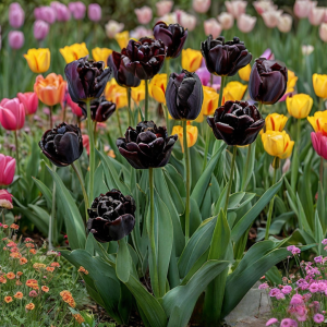 Тюльпан махровый Рейдинс Дарк купить по цене от 230р. в интернет-магазине «Посадика» с доставкой почтой в в Боровске и по всей России – [изображение №1].