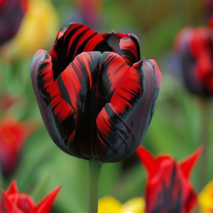 Тюльпан Блэк Перрот купить по цене от 351р. в интернет-магазине «Посадика» с доставкой почтой в в Боровске и по всей России – [изображение №1].